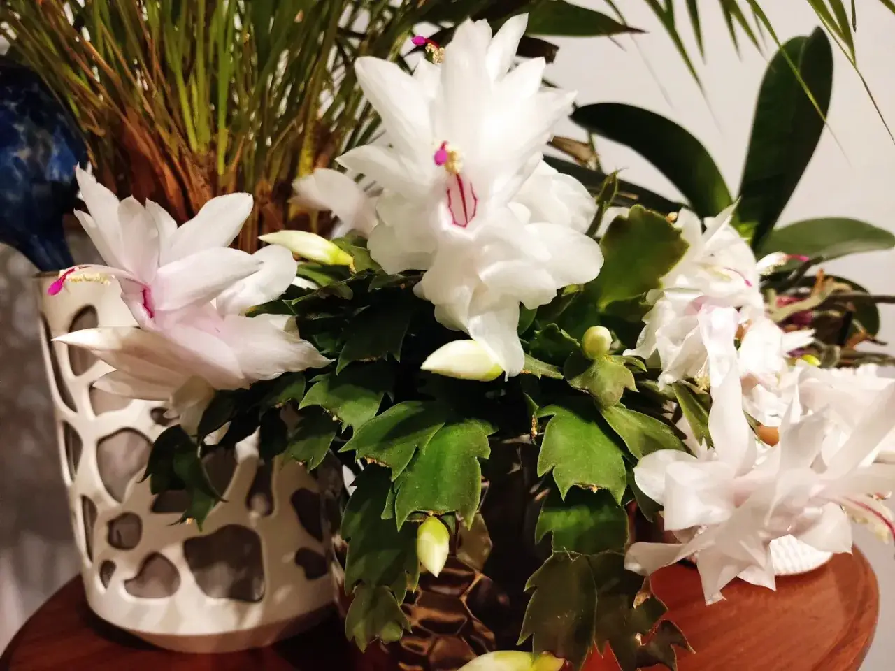 Jak długo kwitnie grudnik? Sekrety obfitych kwiatów przez całą zimę