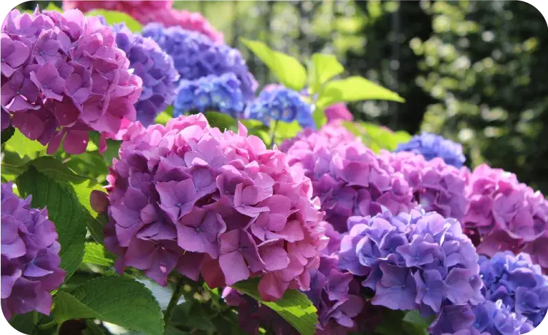 Ogród kwitnący 7 miesięcy: Jakie kwiaty wybrać od wiosny do jesieni?