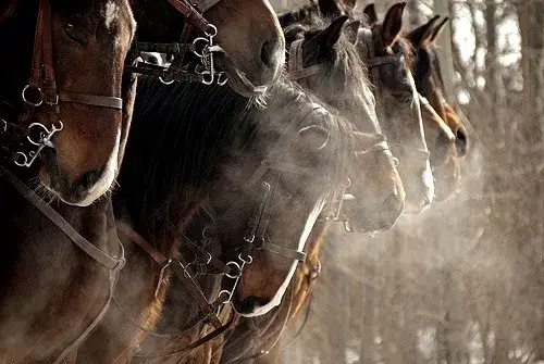 Czy koń jest parzystokopytny? Odkryj prawdę o jego klasyfikacji