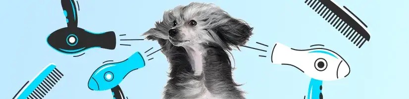 Czy można suszyć psa suszarką? Dowiedz się, jak to robić bezpiecznie