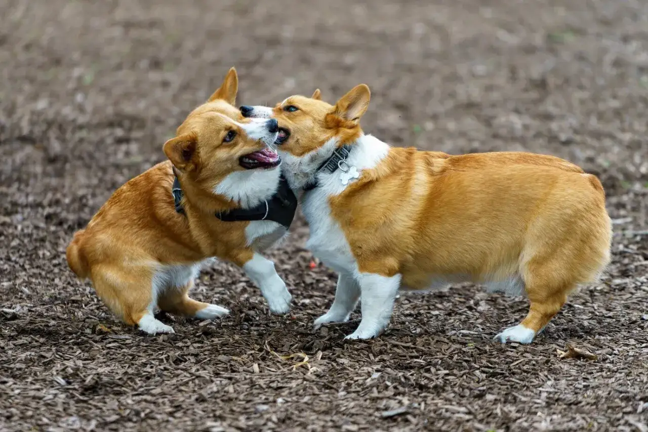 Dwa urocze corgi bawią się na zewnątrz. To świetny przykład, jak wprowadzić szczeniaka do domu z psem, obserwując ich interakcje.