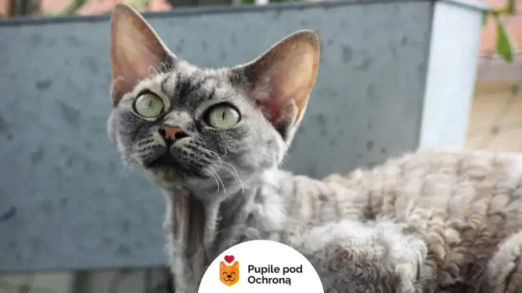 Czym wyróżnia się devon rex czekoladowy? Cechy i temperament tej rasy