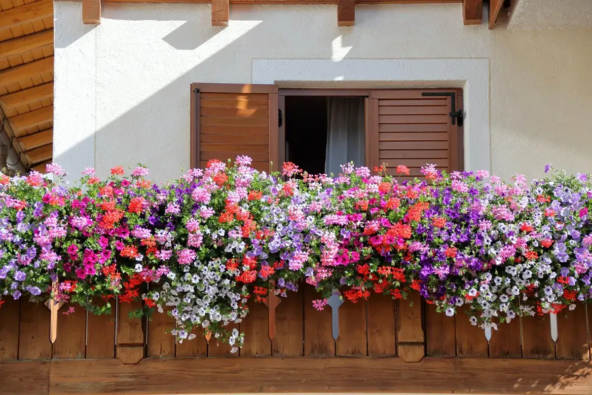 Jakie kwiaty do donicy na balkon? Stwórz kwitnącą oazę!