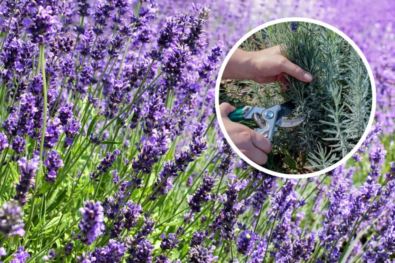 Jak przycinać lawendę? Sekret bujnego kwitnienia i idealnego pokroju