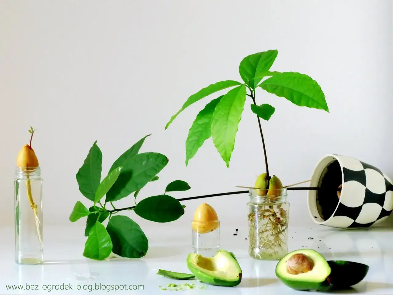 Kwitnienie awokado z pestki w domu: Czy to możliwe? Poradnik