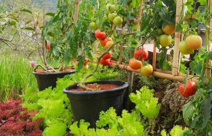 Co można sadzić w tunelu z pomidorami, aby uniknąć problemów?