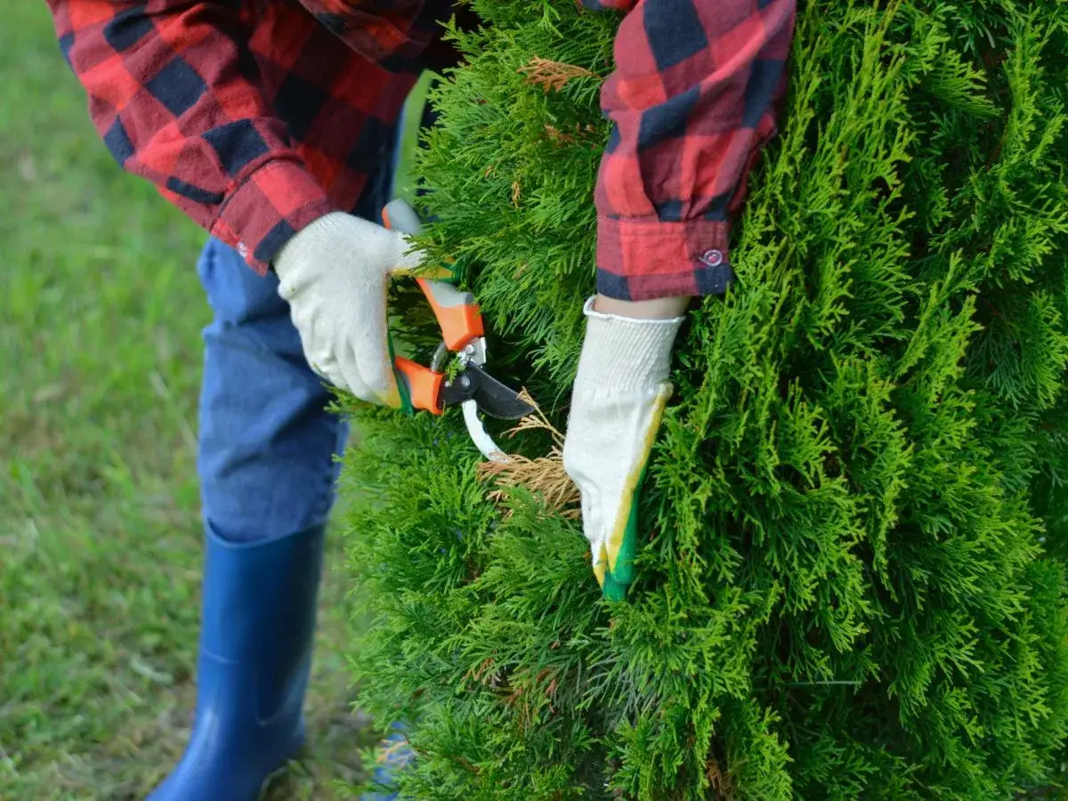 Osoba w rękawiczkach przycina żywopłot z tui sekatorami.