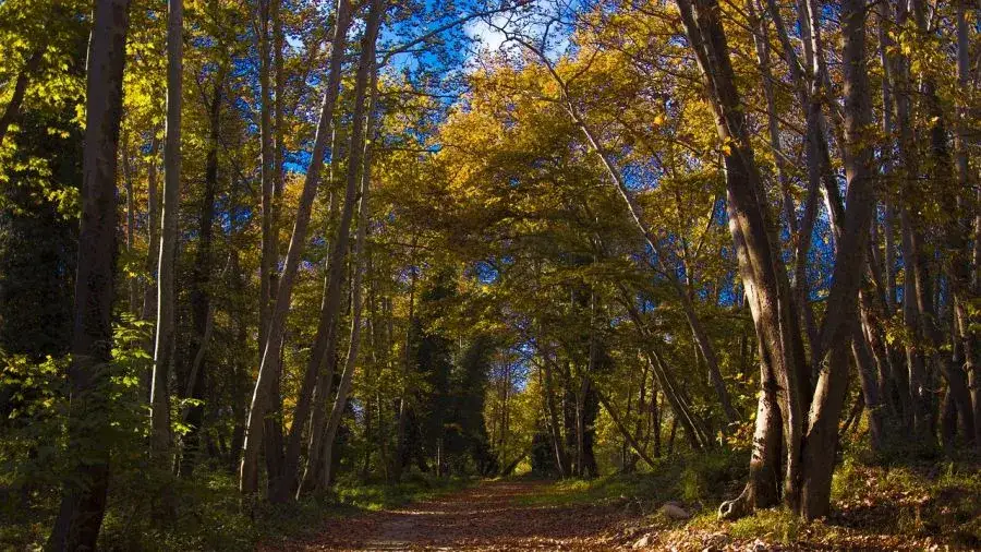 Rezerwat przyrody Las Bielański: Tajemnice natury i unikalna fauna