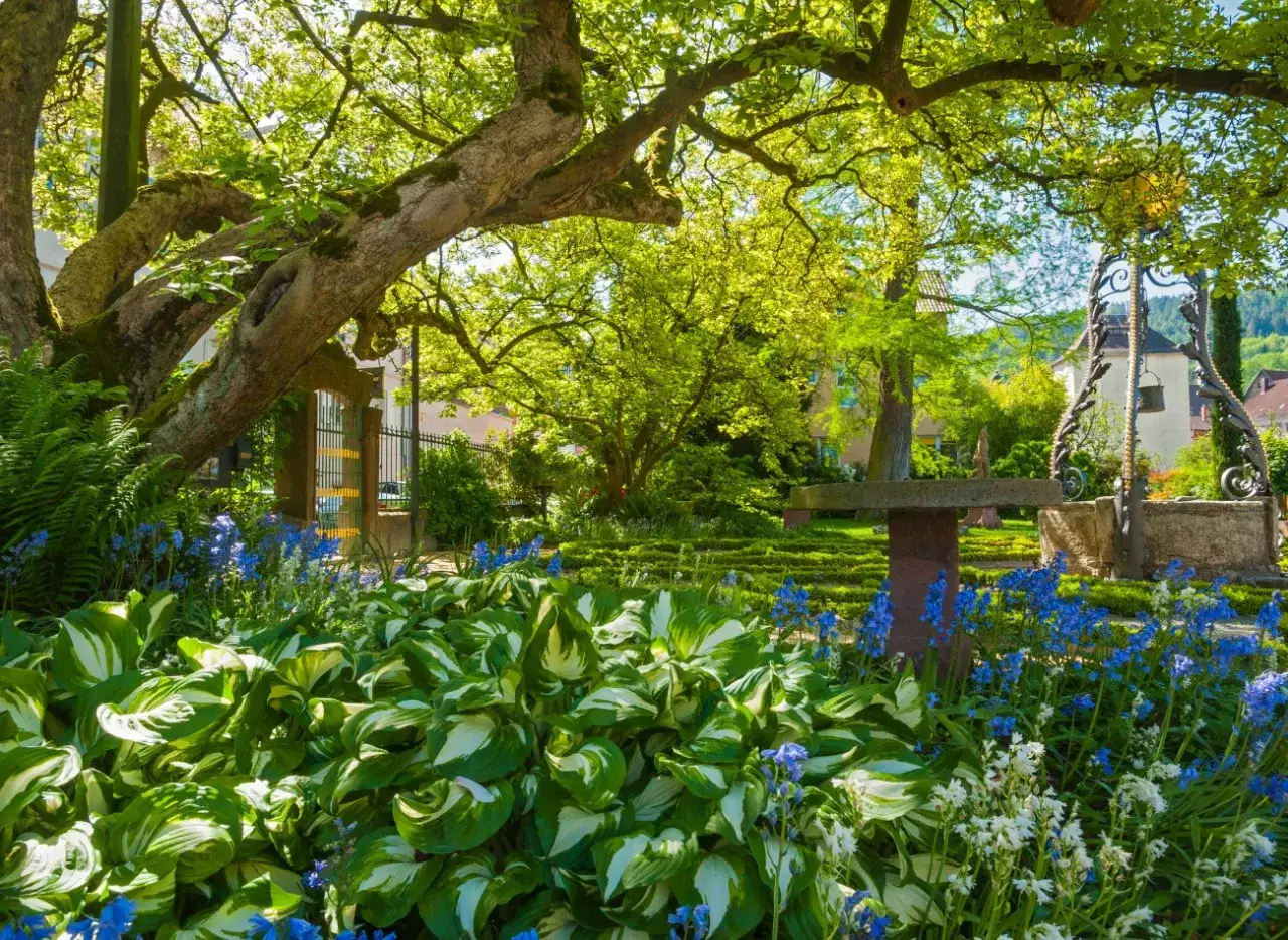 Kwitnący zakątek pod drzewami: Co posadzić w cieniu i suszy?