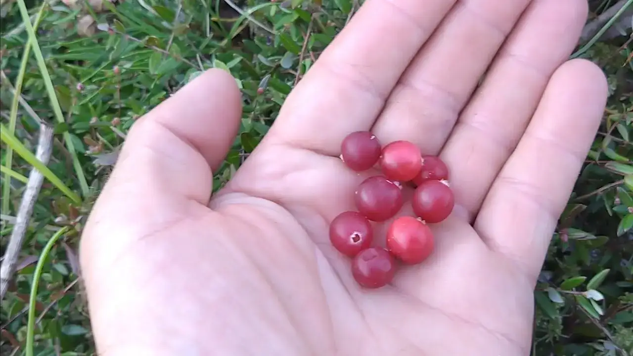 Kiedy jest sezon na żurawinę i jak go nie przegapić?