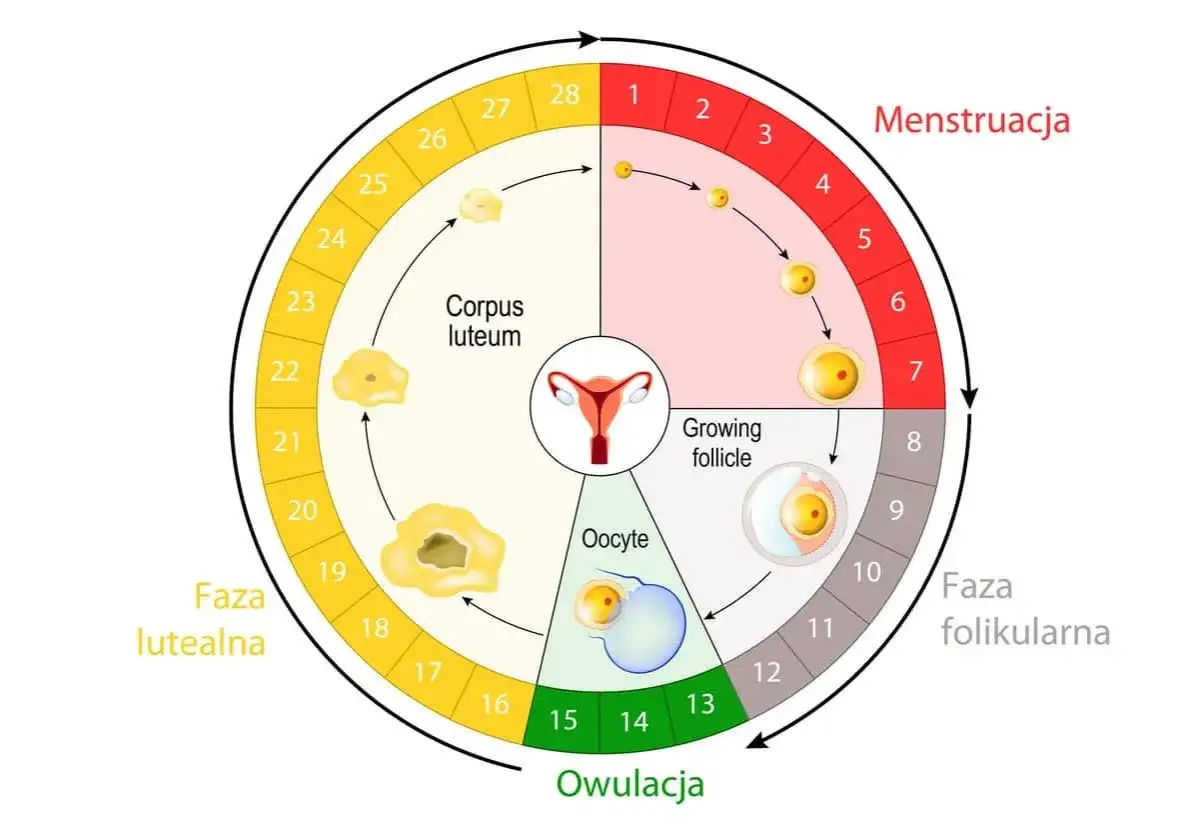 Schemat cyklu menstruacyjnego z zaznaczonymi fazami: menstruacji, folikularną, owulacją i lutealną.