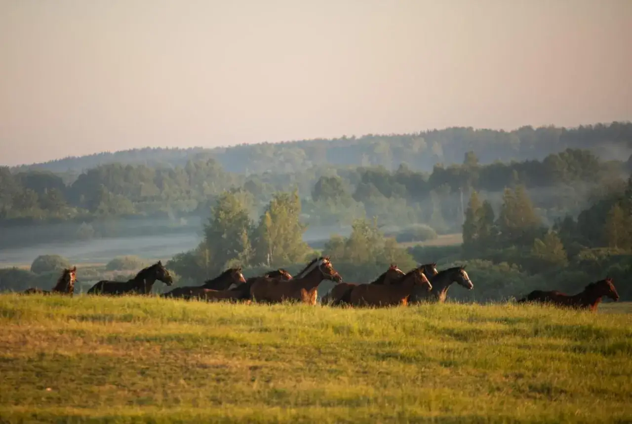 Stadnina Koni Nad Wigrami: Noclegi, Konie, Spokój. Odkryj!