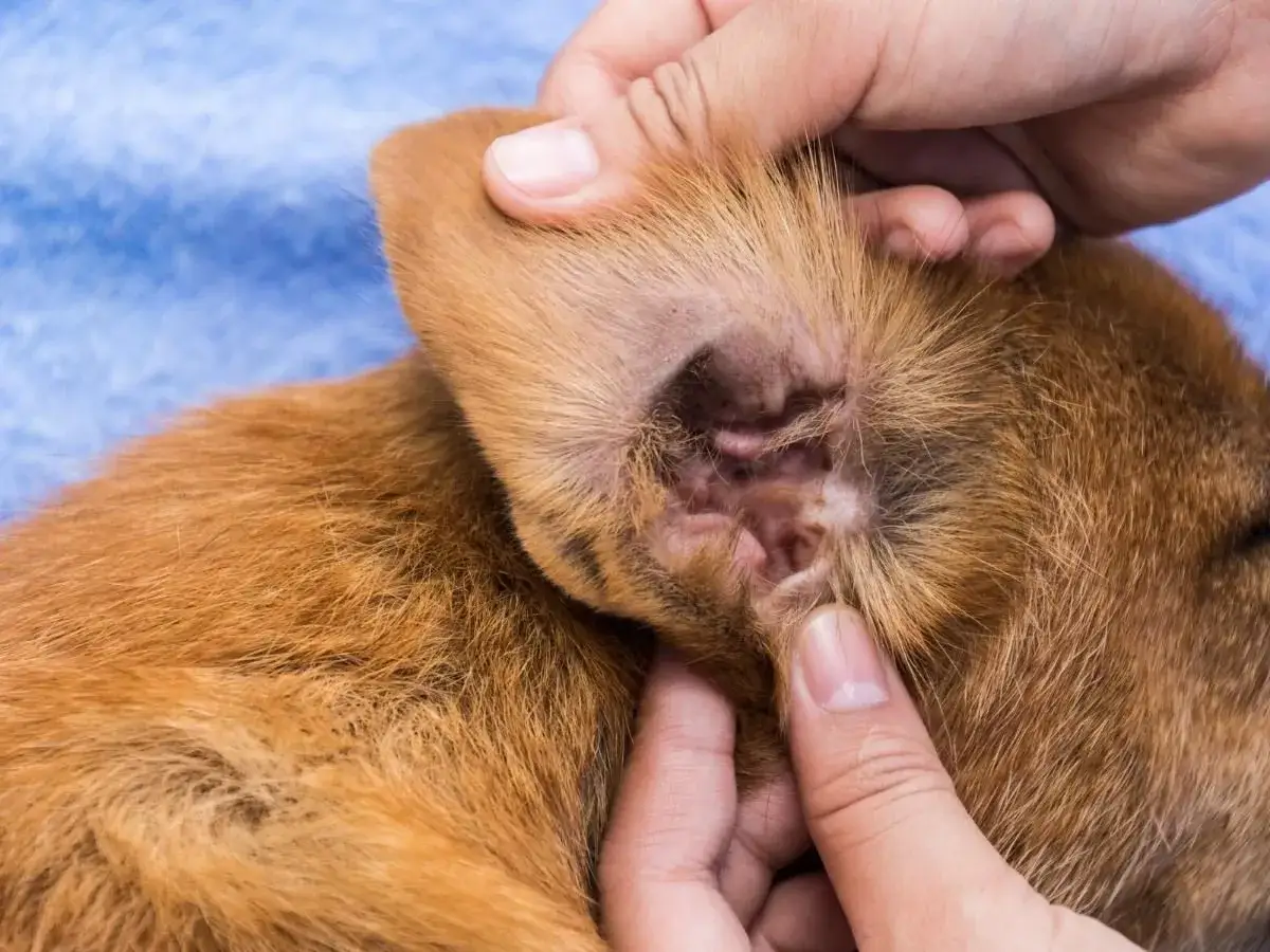 Świerzbowiec uszny u psa: Czy grozi Tobie i rodzinie?