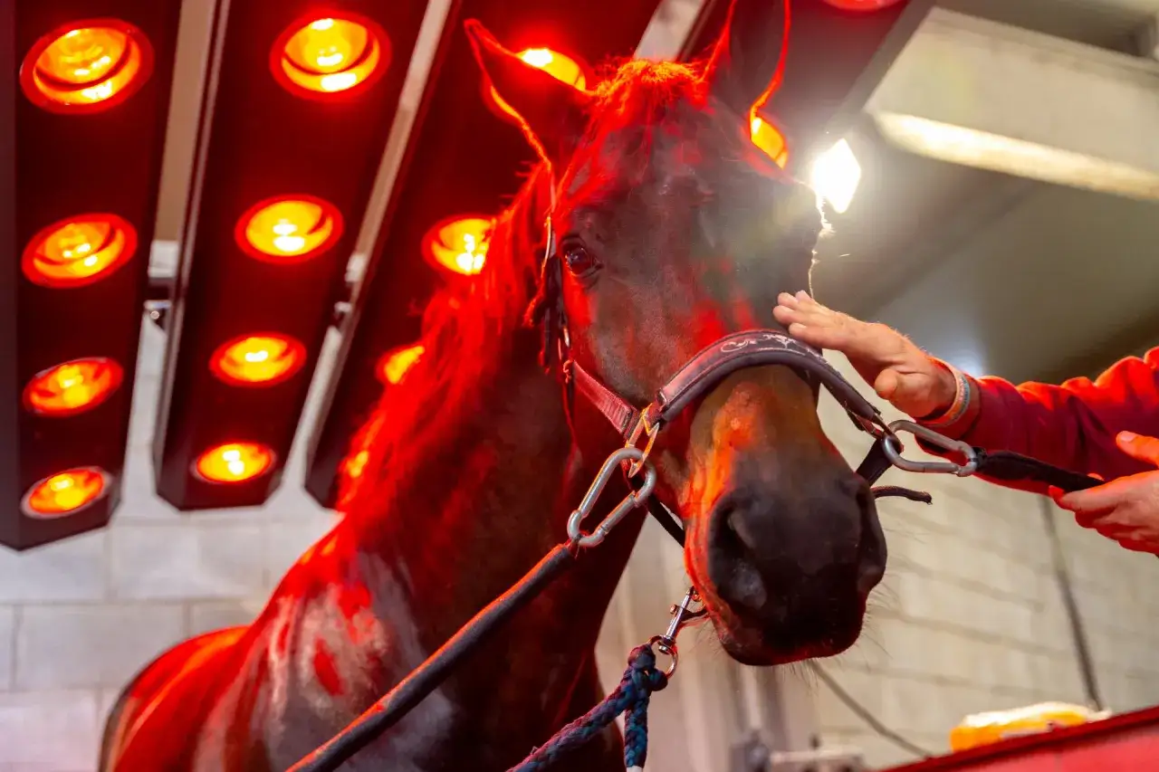 Koń pod lampami terapeutycznymi. Gogue dla konia, który relaksuje się podczas zabiegu.