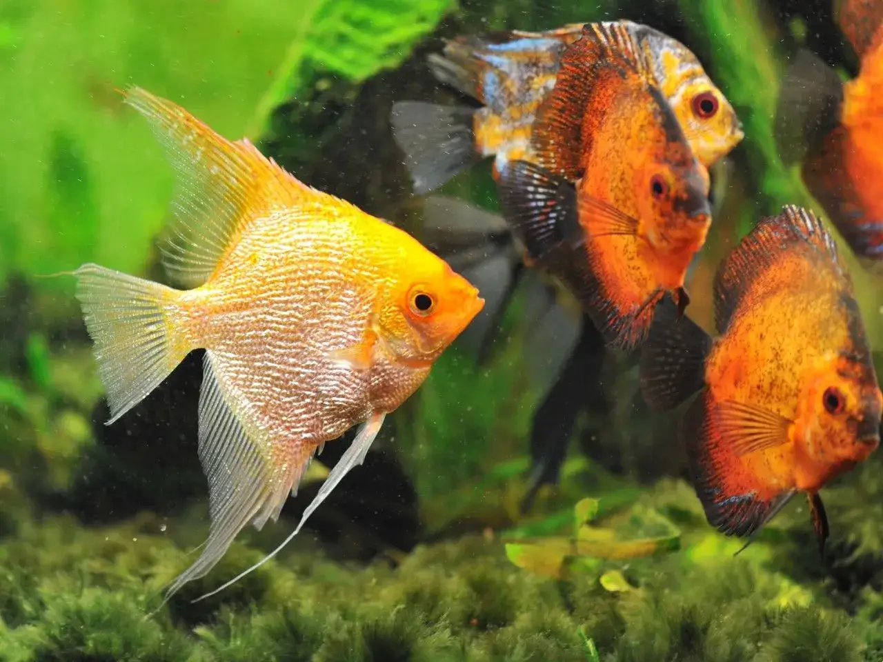 Skalary i inne ryby: Z kim żyją w zgodzie, a z kim nie?