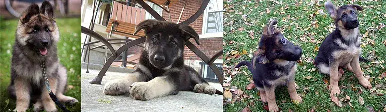 Jak wytresować owczarka niemieckiego: skuteczne metody i porady