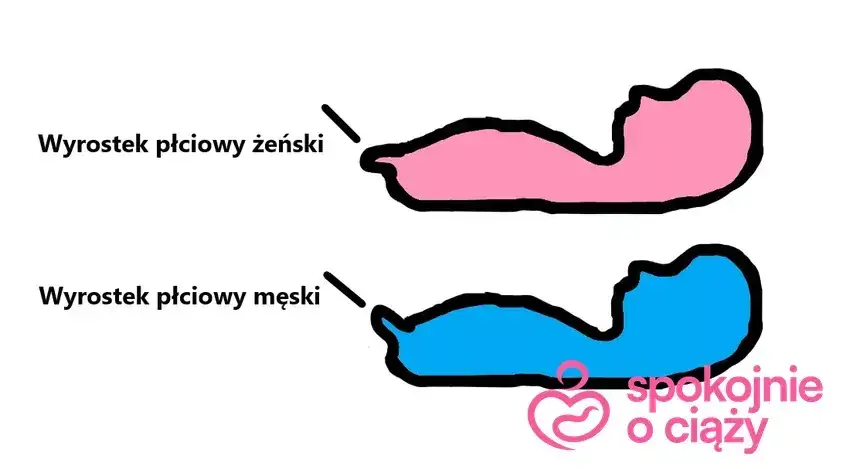 Kiedy widać płeć dziecka? USG, NIPT poznaj pewne terminy