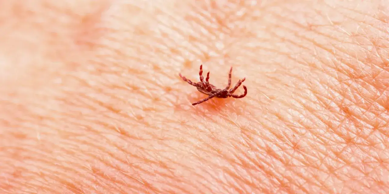 Zbliżenie na kleszcza na ludzkiej skórze.