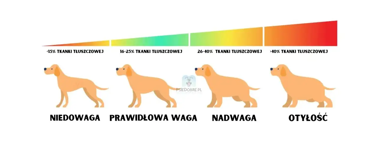 Jak bezpiecznie odchudzić psa z otyłością? Chroń jego stawy!