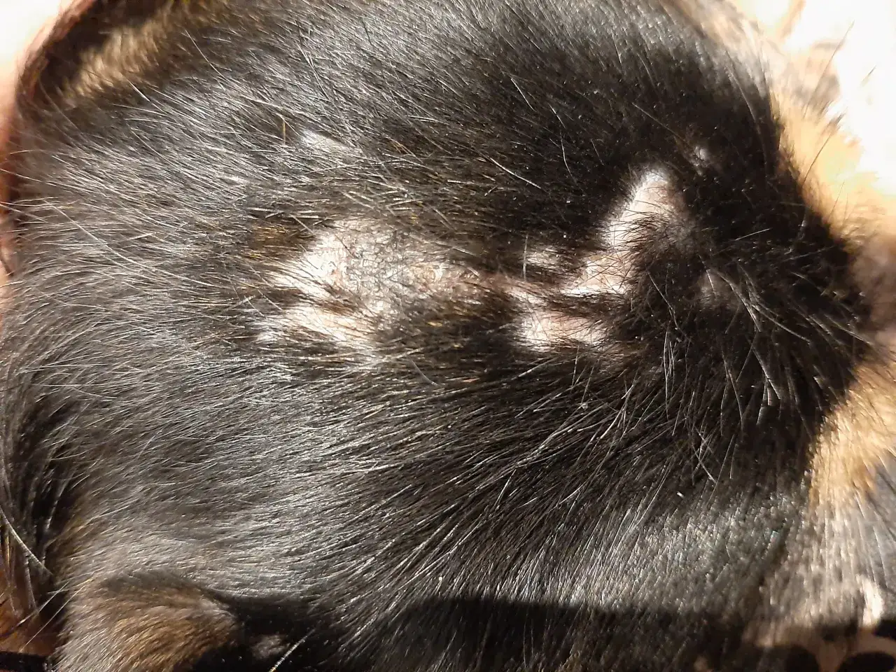 Twój pies łysieje? Odkryj dermatologiczne przyczyny i leczenie