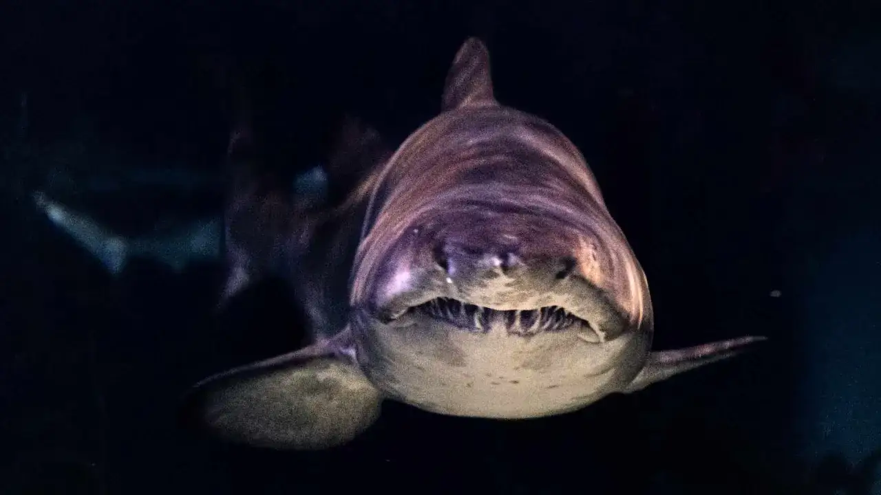 Czy w Morzu Czarnym są rekiny? Rzadkie, ale bezpieczne dla ludzi