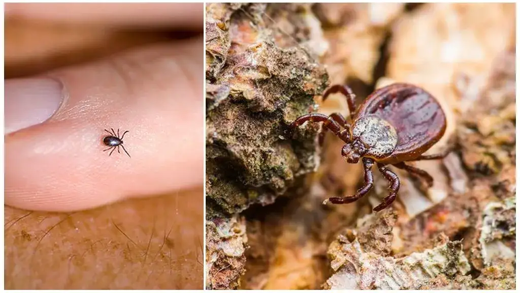 W jakiej temperaturze giną kleszcze? Sprawdź, jak temperatura niszczy te pasożyty