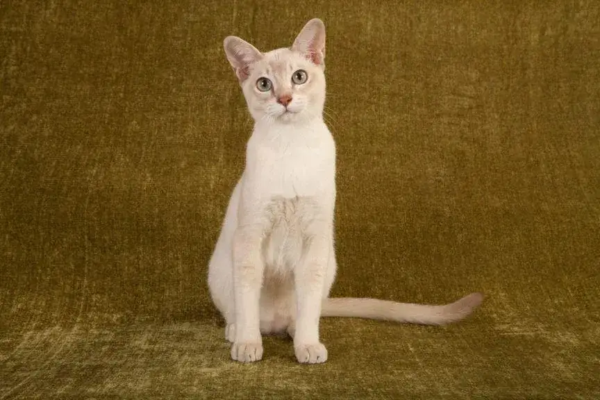 Biszkoptowy point kot tonkijski – wyjątkowe cechy i porównanie z innymi odmianami