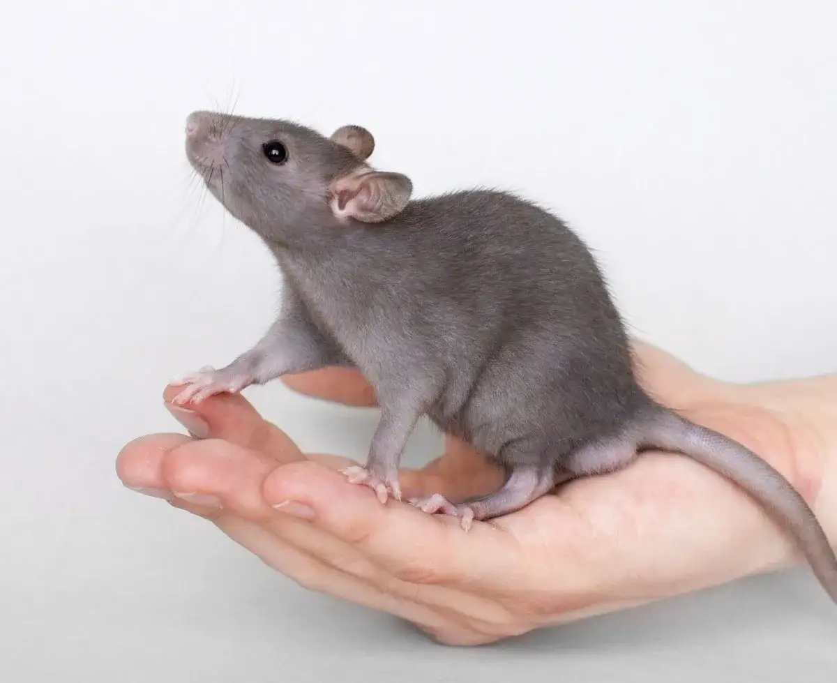 Sny o szczurach: odkryj ich znaczenie w senniku i emocje