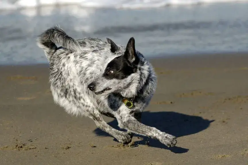Dlaczego pies biega w kółko? Odkryj niepokojące przyczyny