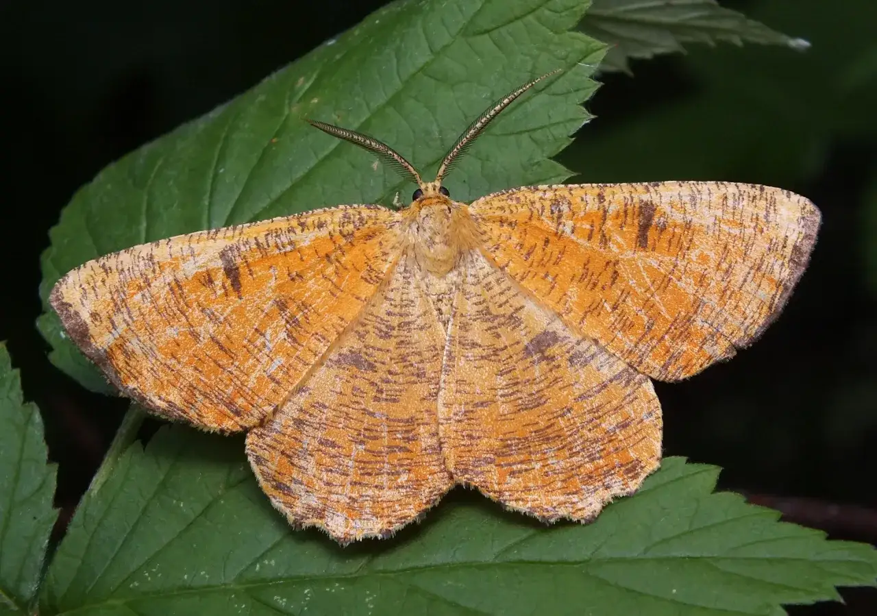 Jak rozmnażają się owady? Odkryj zaskakujące metody i strategie