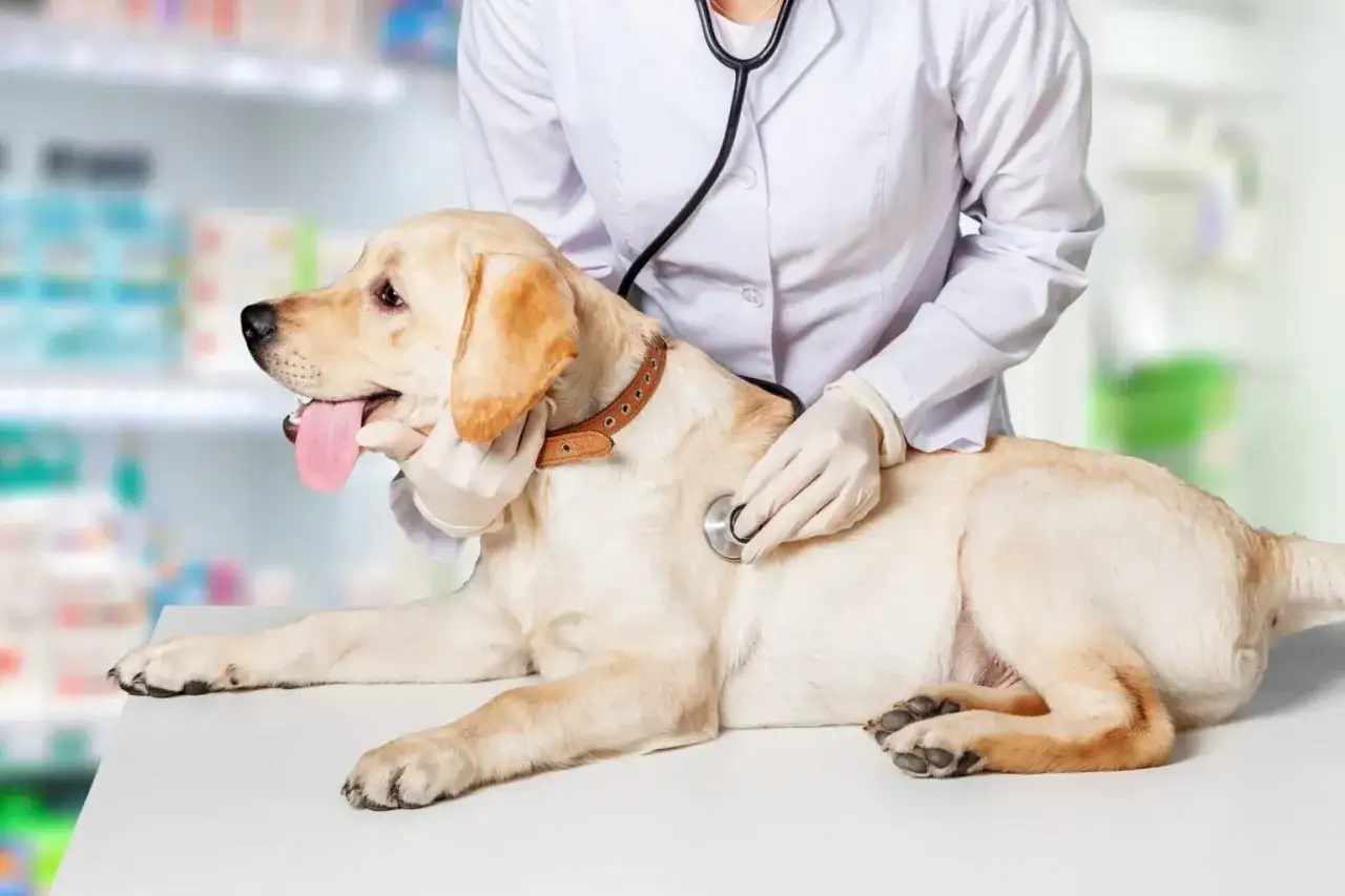Weterynarz bada labradora, który nie sika od 24 godzin. Pies leży na stole, a lekarz osłuchuje go stetoskopem.