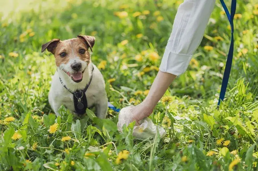 Dlaczego psie odchody nie nadają się na kompost - poznaj fakty i zagrożenia