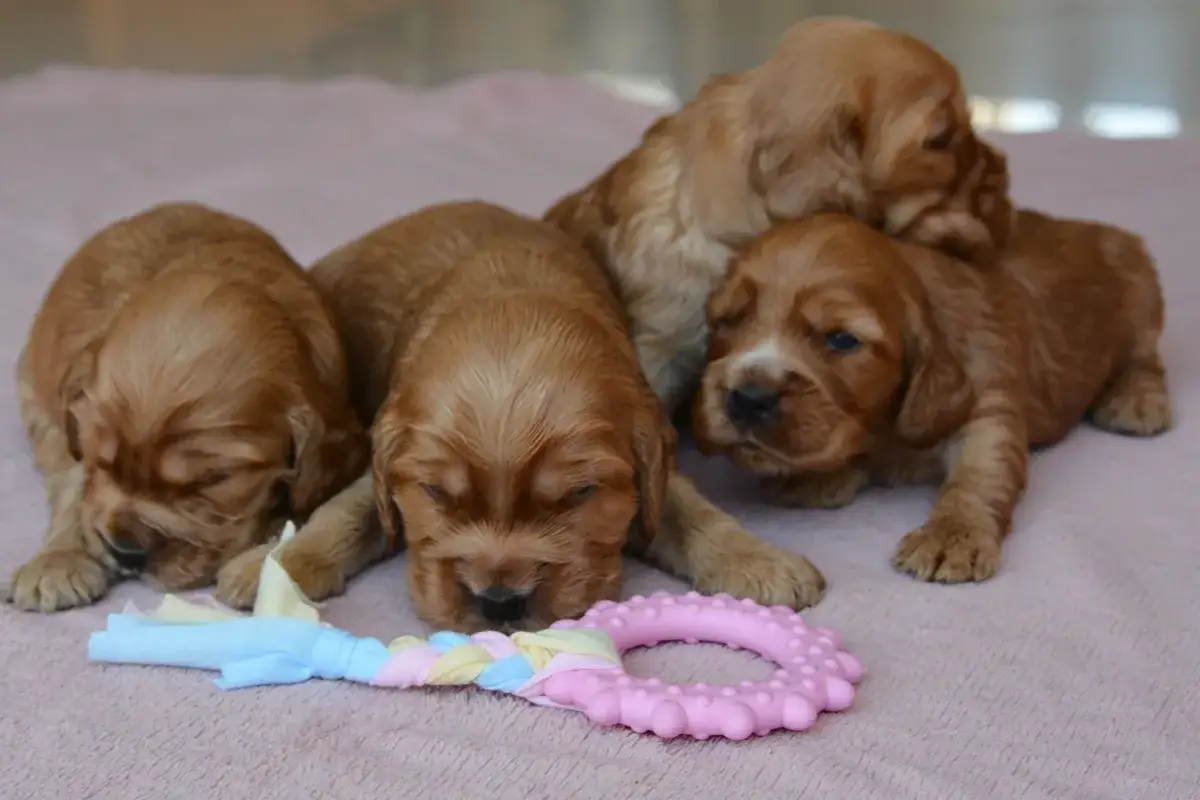 Urocze szczenięta cocker spaniela leżą obok siebie, przygotowując się do pierwszych kroków. Kiedy szczeniaki zaczynają chodzić, świat staje się dla nich nową przygodą.