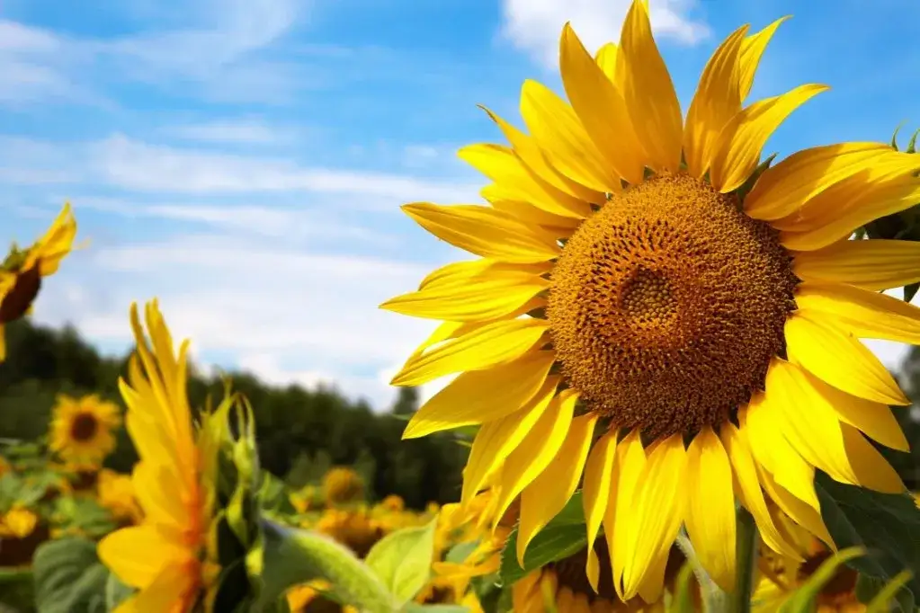 Kiedy sadzi się słonecznik, aby uniknąć słabych plonów?
