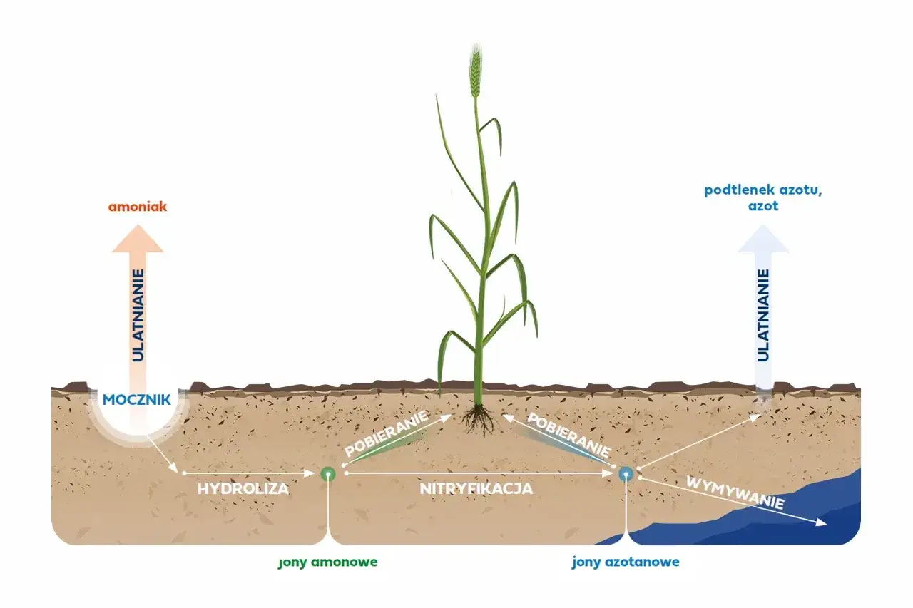 Jakie nawozy pod żyto zapewnią najwyższe plony i zdrowy wzrost?