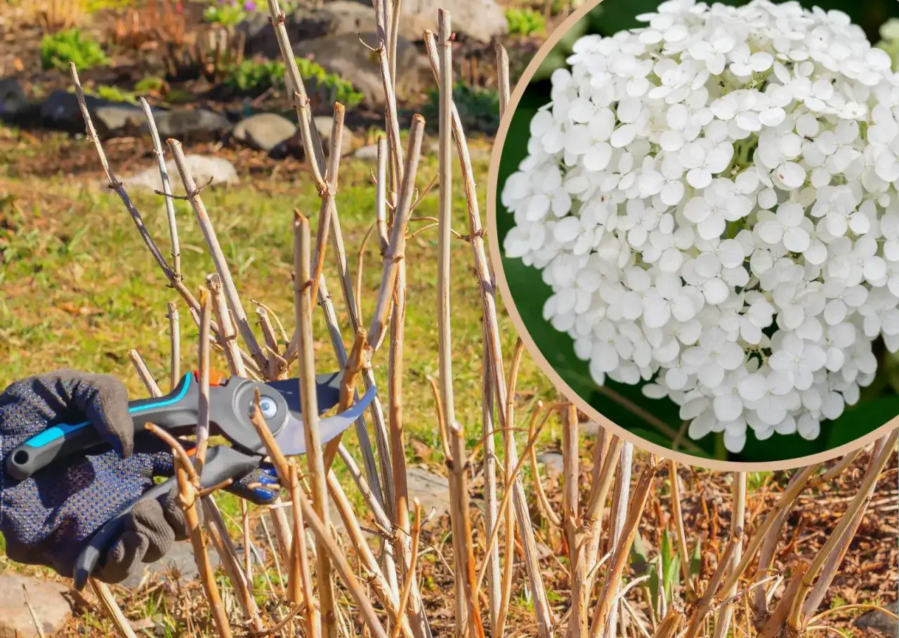 Jak przycinać hortensje Anabelle? Niskie cięcie dla obfitych kwiatów