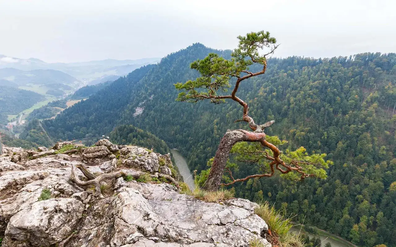 Szczawnica: Jakie góry ją otaczają? Pieniny czy Beskid Sądecki?