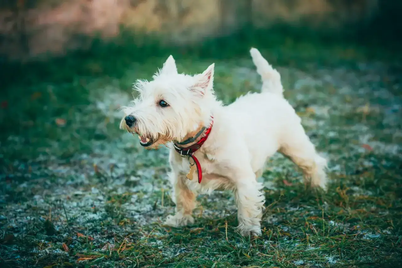West highland white terrier z zaciekawieniem obserwuje otoczenie.