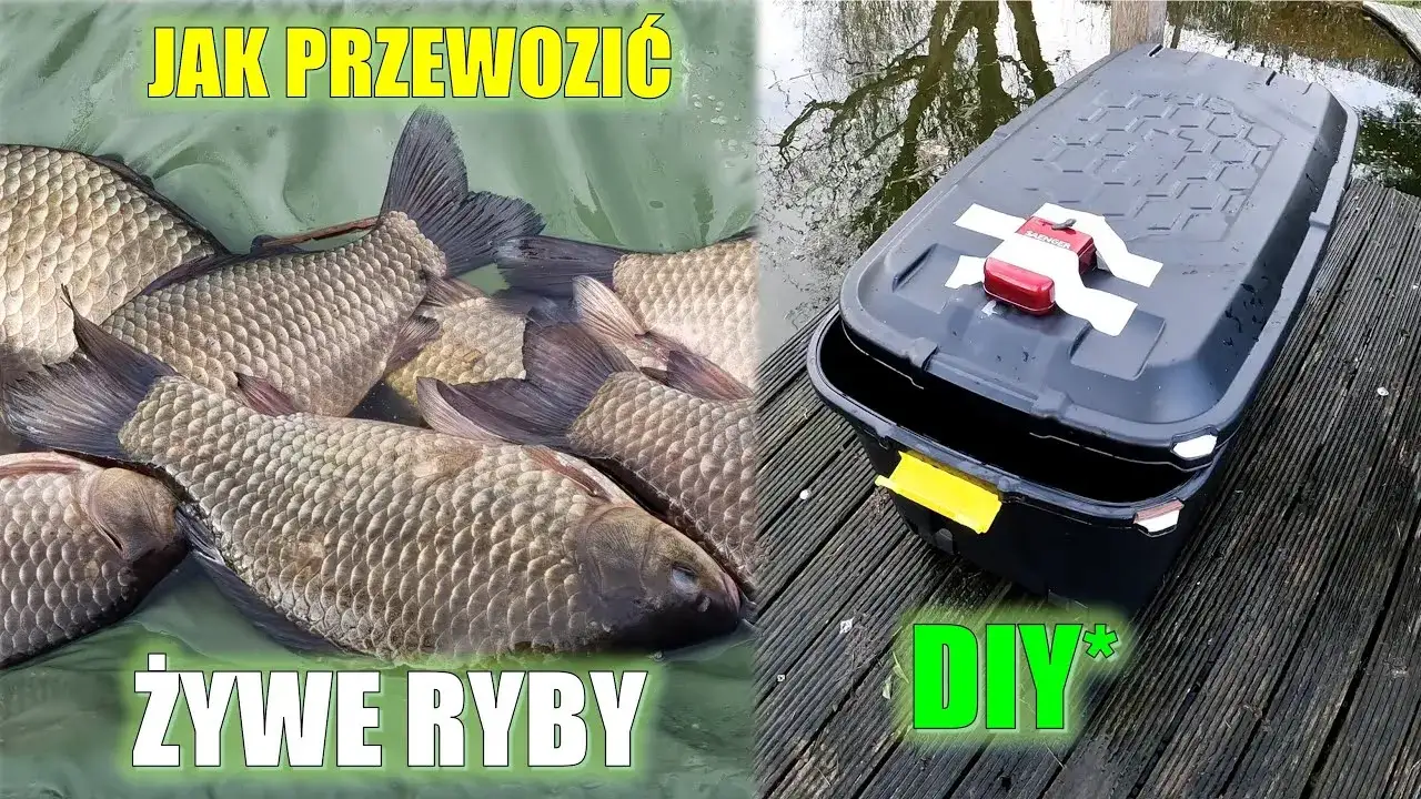 Jak przewieźć ryby samochodem bez stresu i w bezpieczny sposób