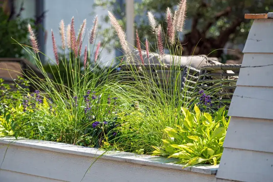 Najlepsze trawy do donic na taras – piękne i łatwe w pielęgnacji