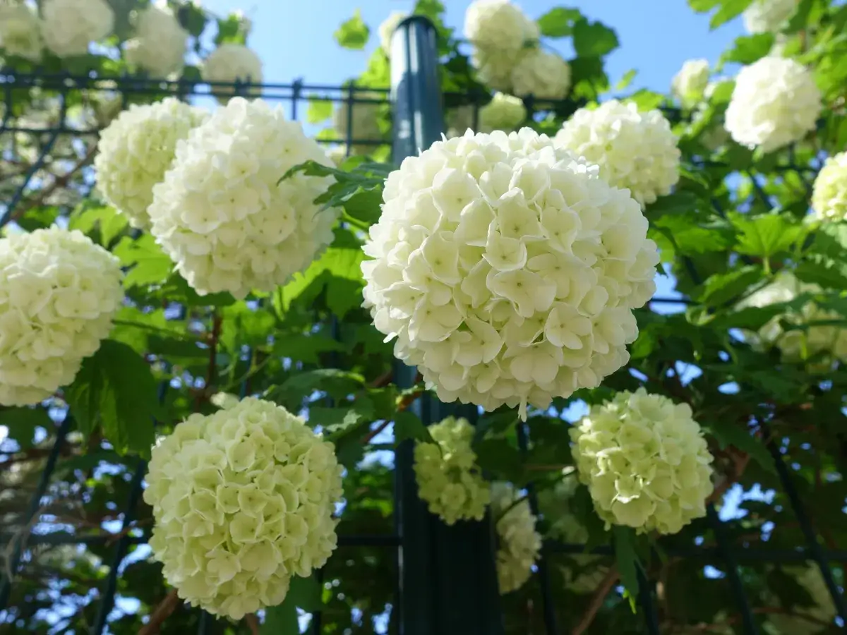 Jak przycinać hortensję ogrodową? Poradnik krok po kroku