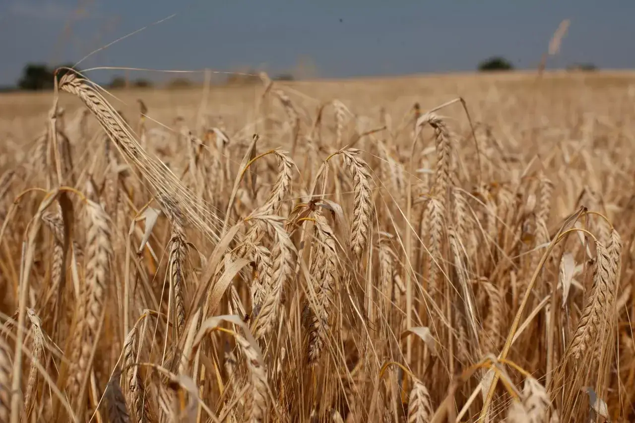 Jakie nawozy pod jęczmień jary zapewnią najlepszy plon i zdrowie roślin