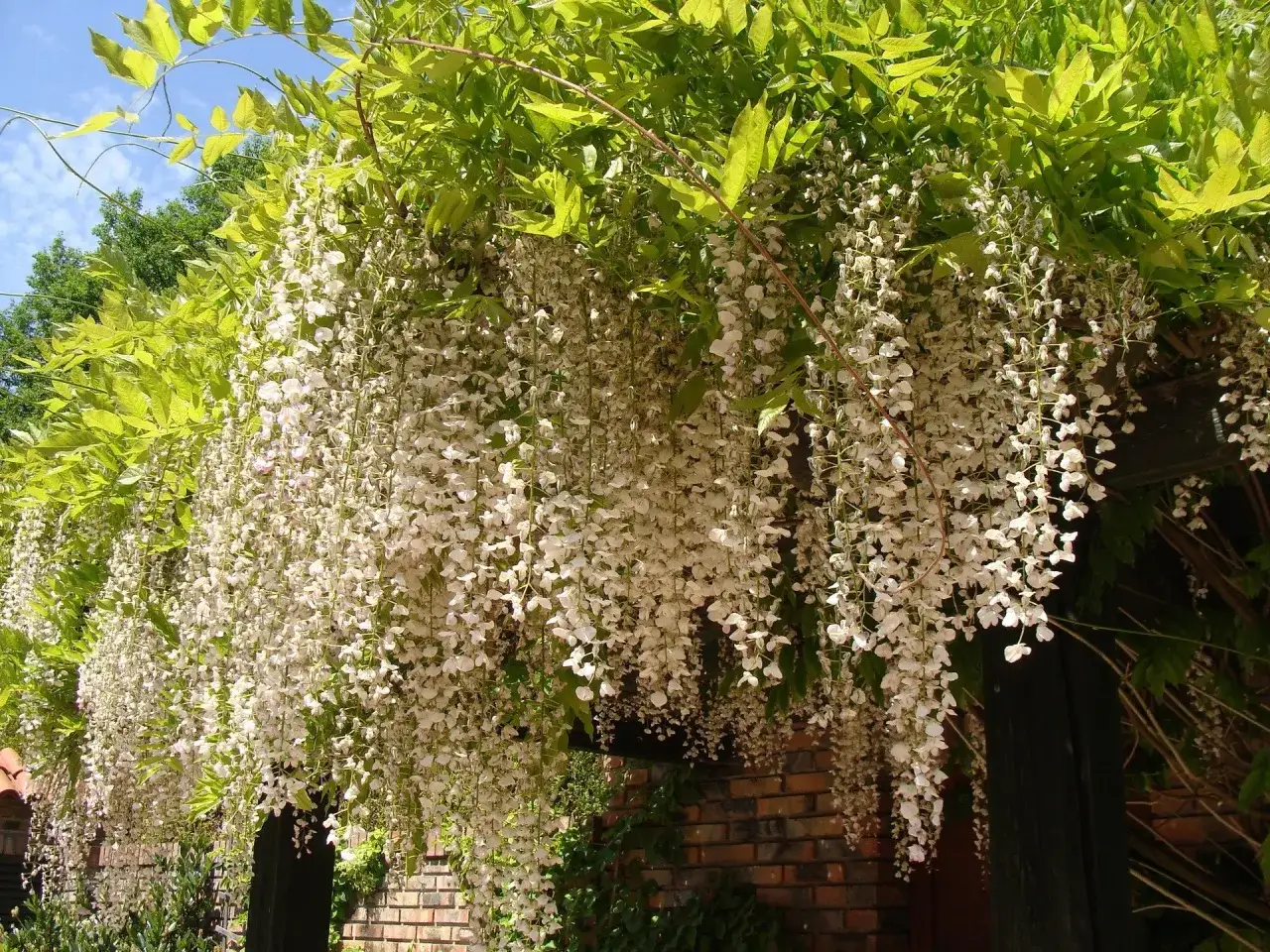 Obficie kwitnąca wisteria biała, której uprawa i przycinanie zapewniają taki spektakl.