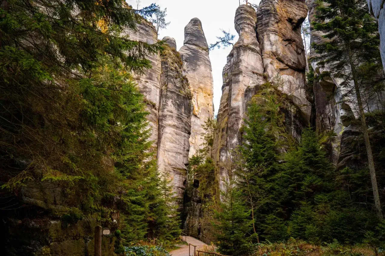 Ścieżka wśród skalnych gigantów w Broumovskich Stenach. Wysokie, piaszczyste formacje skalne otoczone zielonymi świerkami.