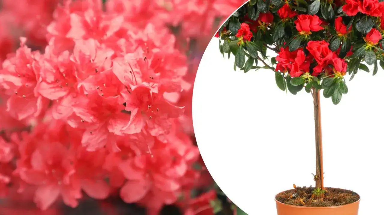 Azalia doniczkowa: Kwitnie dłużej niż myślisz! Pielęgnacja