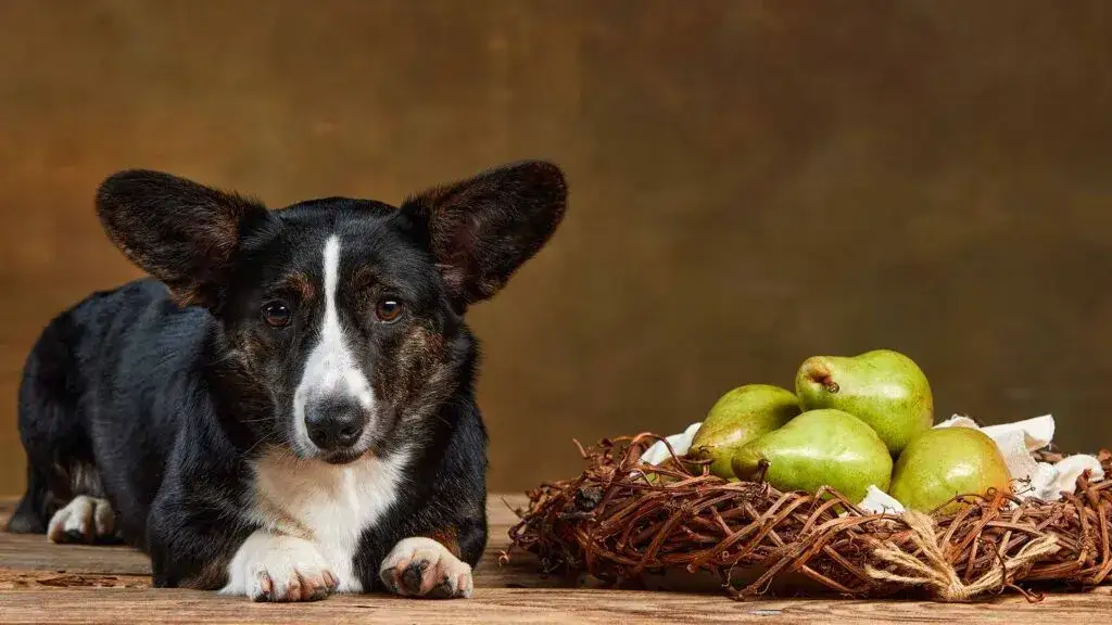 Czy pies może jeść gruszki? Dowiedz się, jak je podawać bezpiecznie