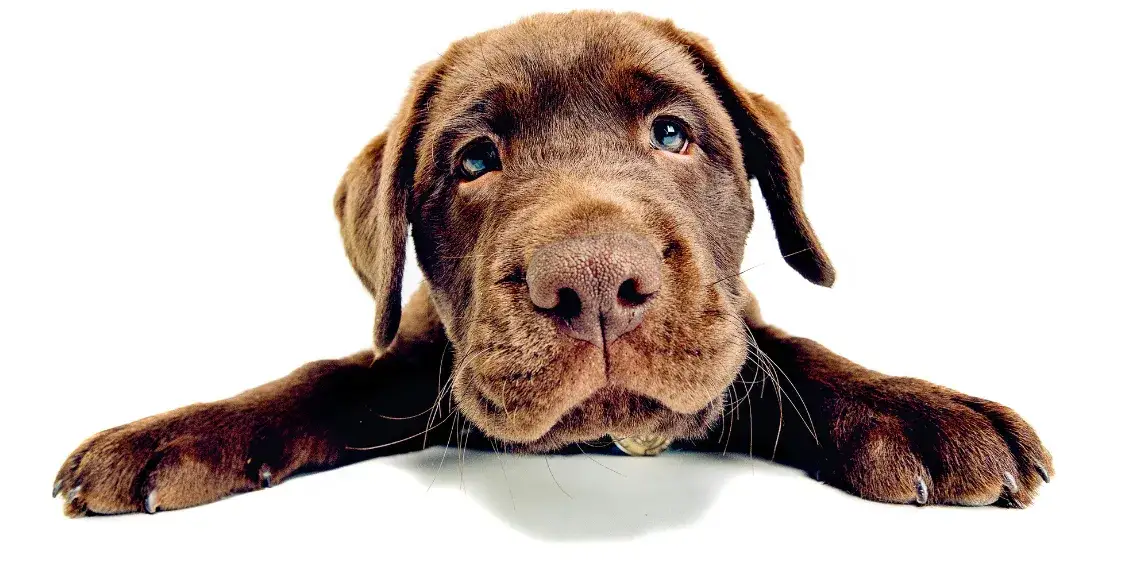 3-miesięczny szczeniak na dworze? Poznaj ryzyko i bezpieczne alternatywy