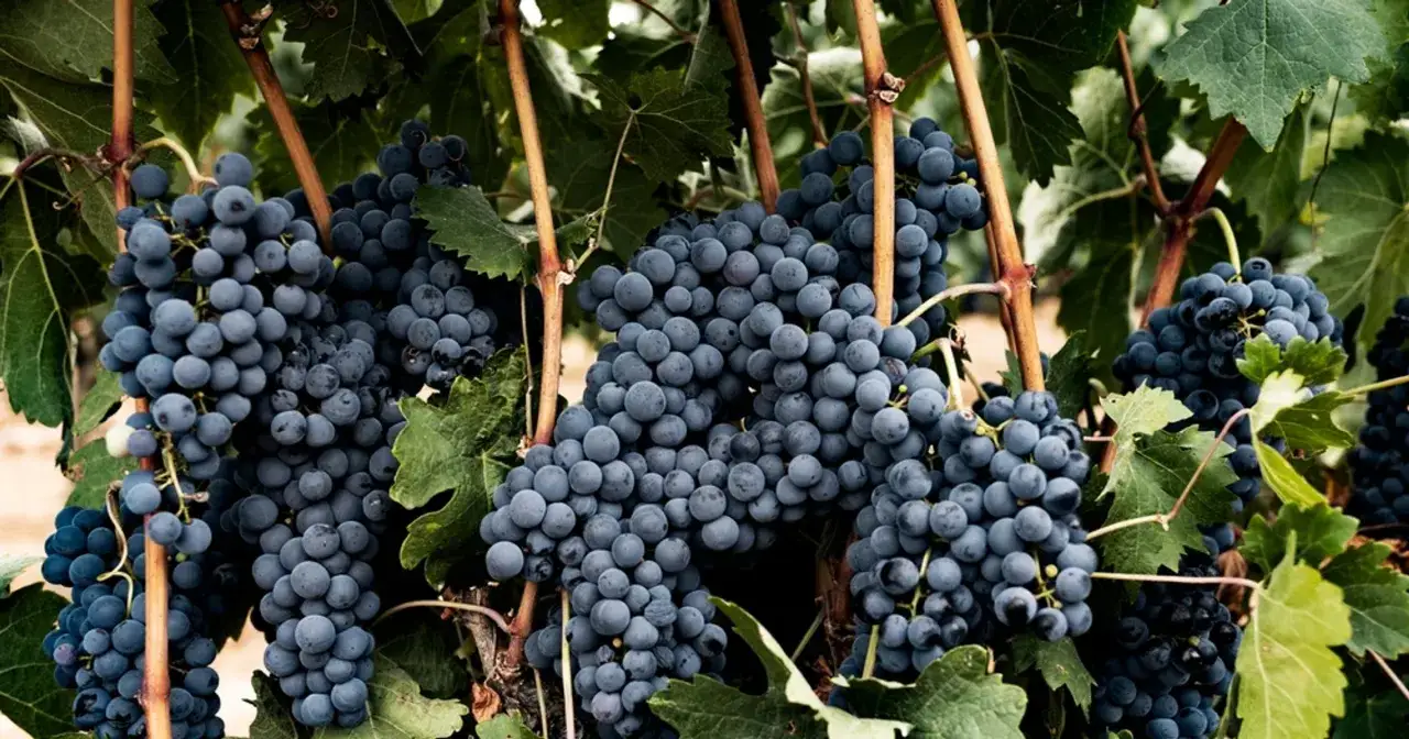 Dojrzałe, ciemne winogrona na krzewie. Zastanawiasz się nad domowymi sposobami na choroby winogron?
