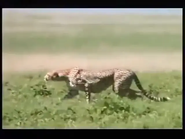 Z jaką prędkością biega gepard? Odkryj jego niesamowite możliwości