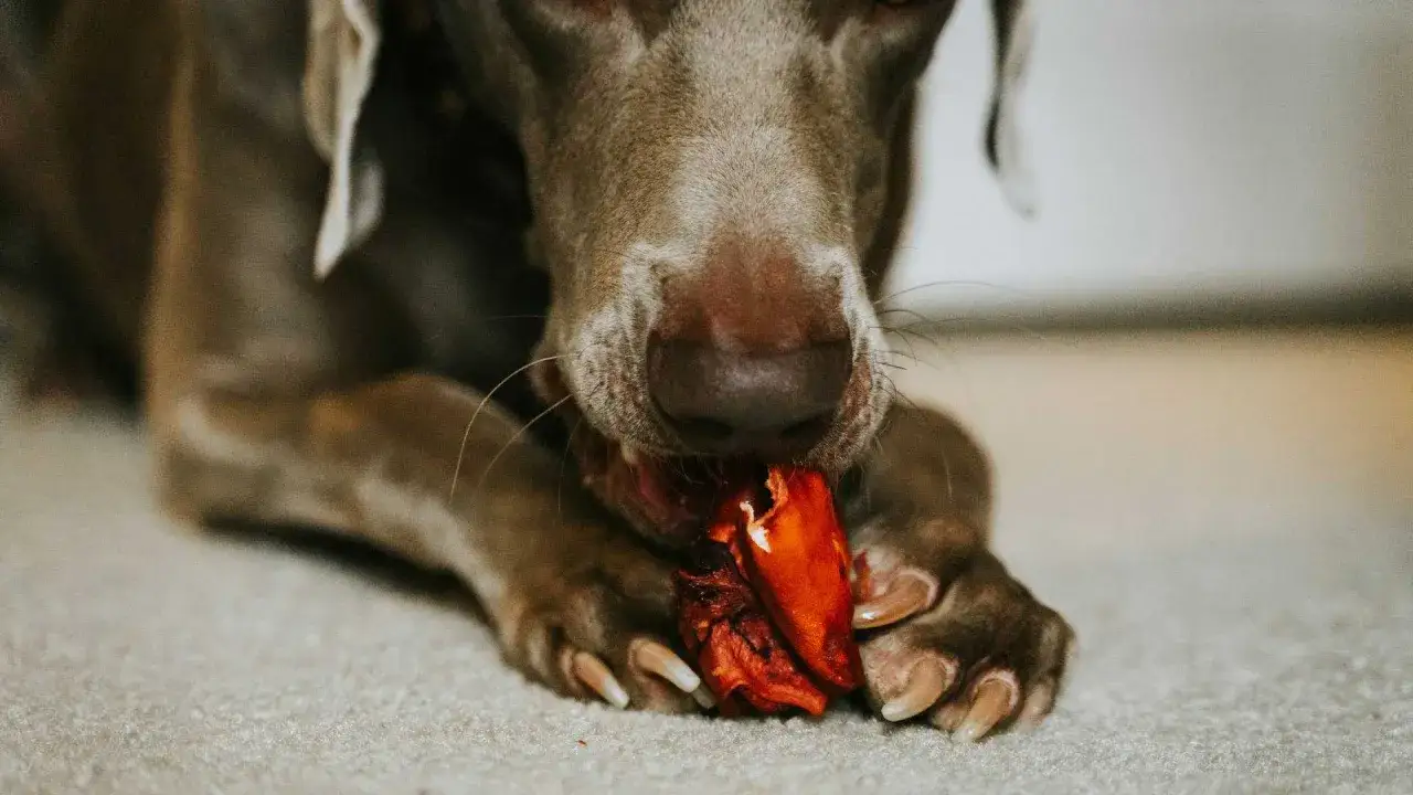 Czy pies może jeść wątróbkę? Poznaj korzyści i zagrożenia